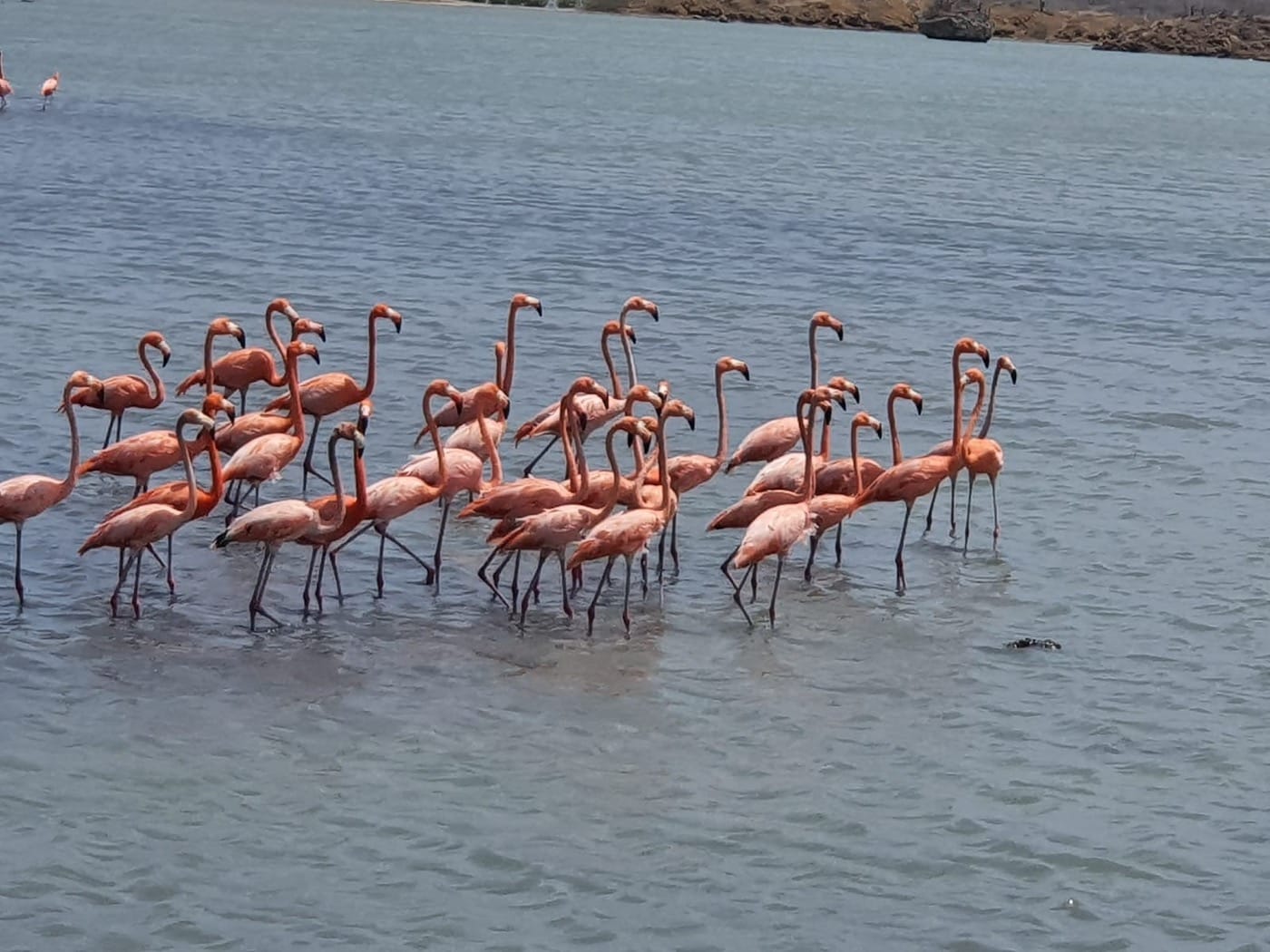 Stop 1 Flamingos
