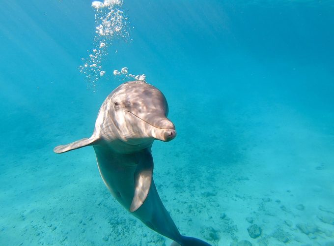 Dolphin snorkel