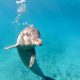 Dolphin snorkel